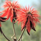 The flowers of Erythrina abyssinica